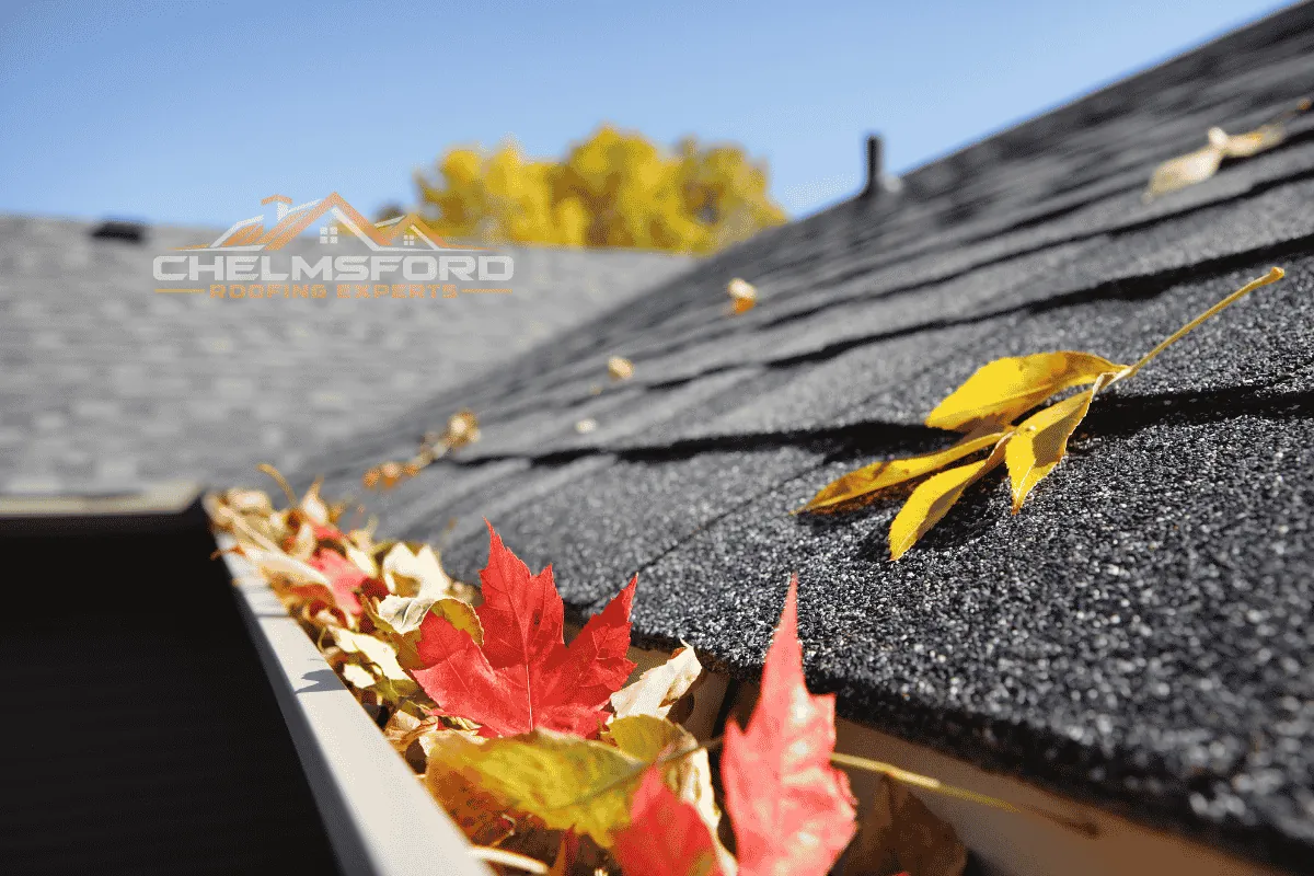Leaves collected in a gutter below an asphalt shingle roof